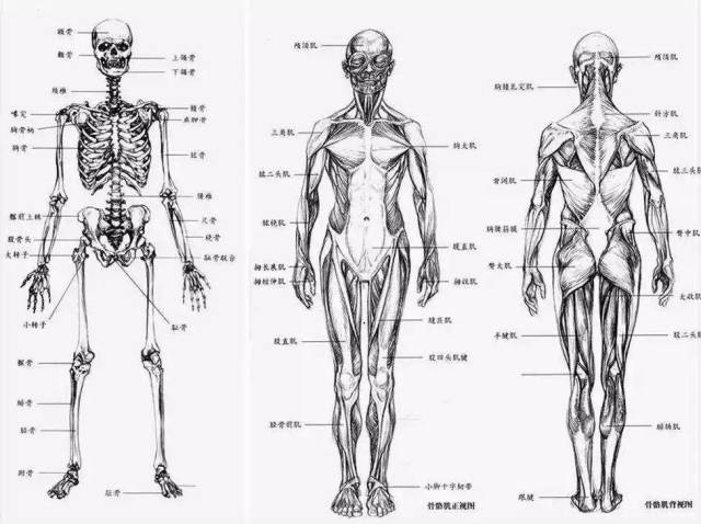 人体的外部结构图片