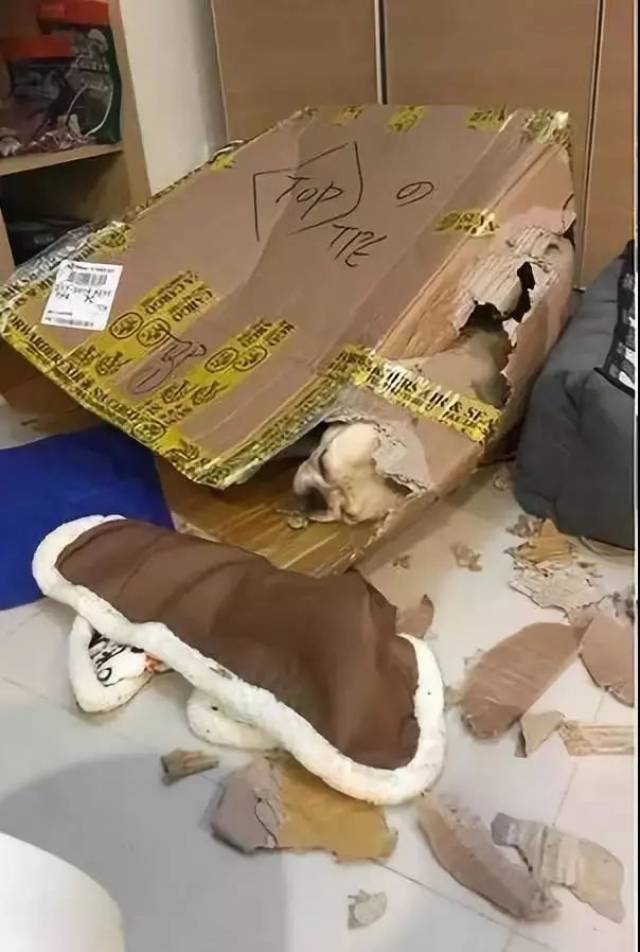 富贵人家的狗,竟落魄到睡破纸箱?