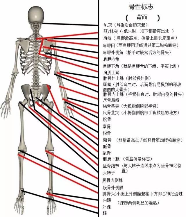 人体的37个骨性标志图片