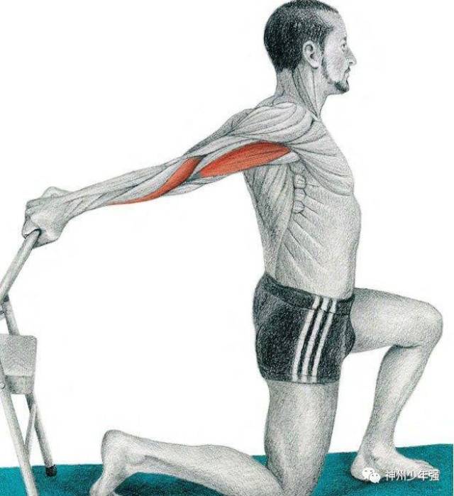 前臂伸展肌群图片