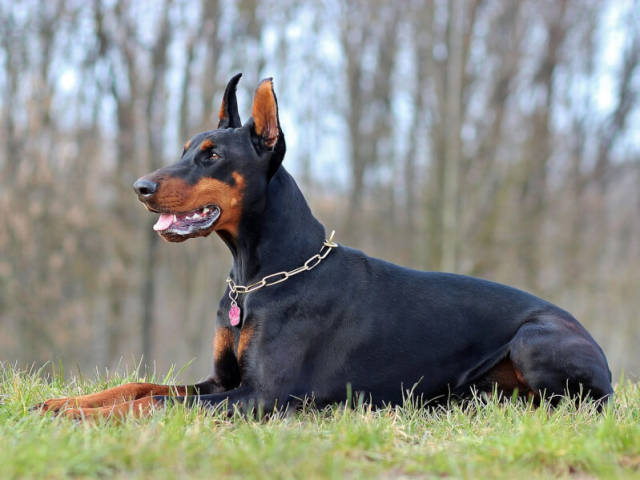 猛犬中的錦衣衛,野性不失風度,兇猛透著高貴,俊男靚女的首選