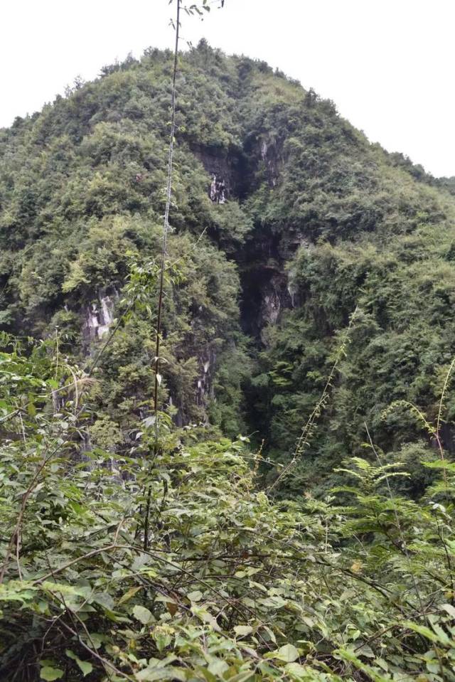 对面的斜坡上也发生过一次泥石流,黄泥,杂树从绝壁上跌入深深的山谷里