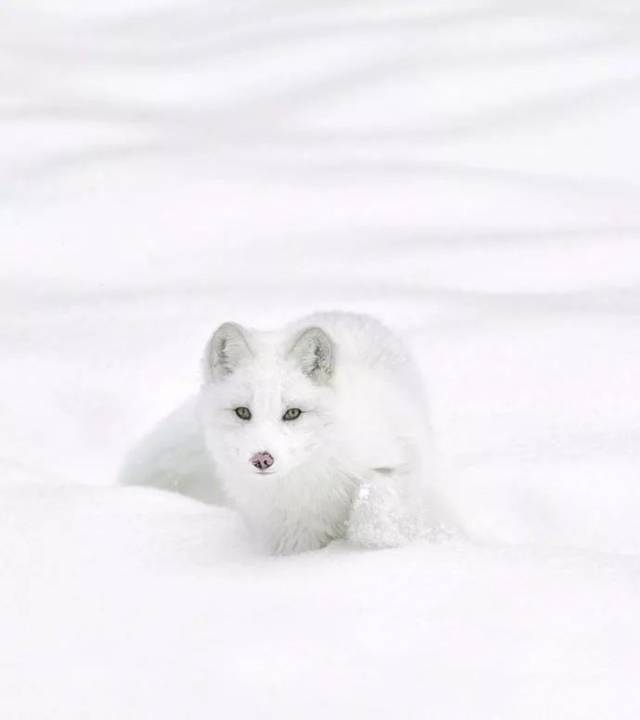 直觉的白狐是很有灵性的!