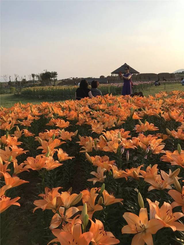 【喜迎"国庆"】穿越人海看巢湖最美的花海盛景,现场航拍视频超震撼!