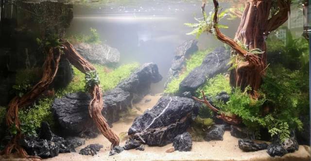 cips2018长城杯国际造景大赛名次公布!现场水景缸多图来袭!