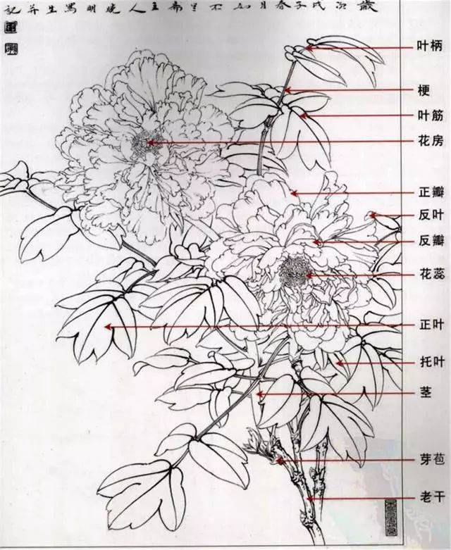 牡丹花的结构示意图图片