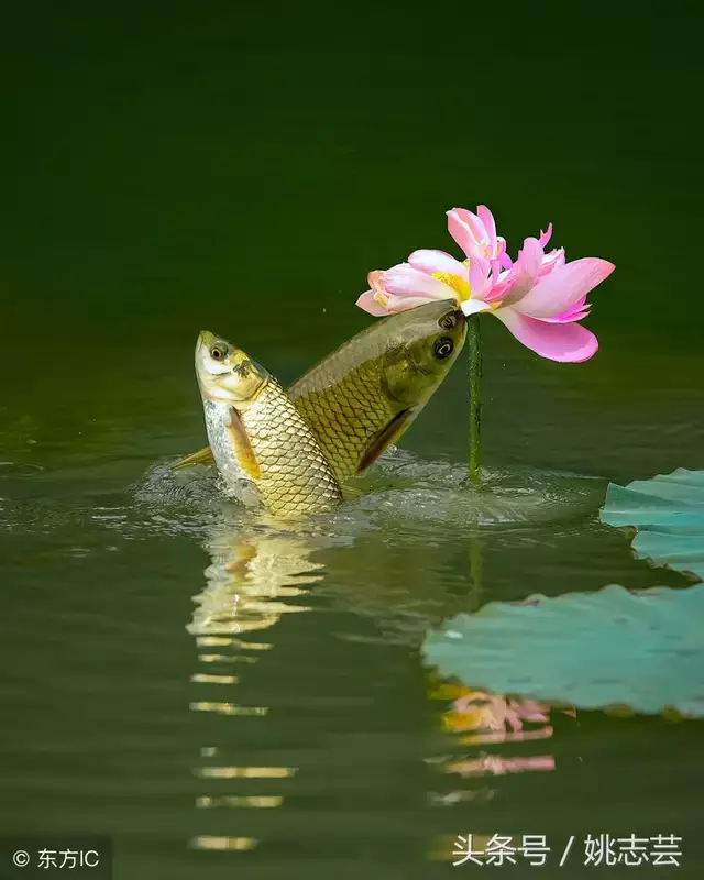 荷塘深秋韵,游鱼恋荷花,一首小诗写了情