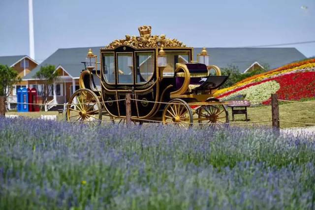 宛若仙境,又一片超大花海怒放,紫色,粉色,黄色…苏州人都奔过去了!