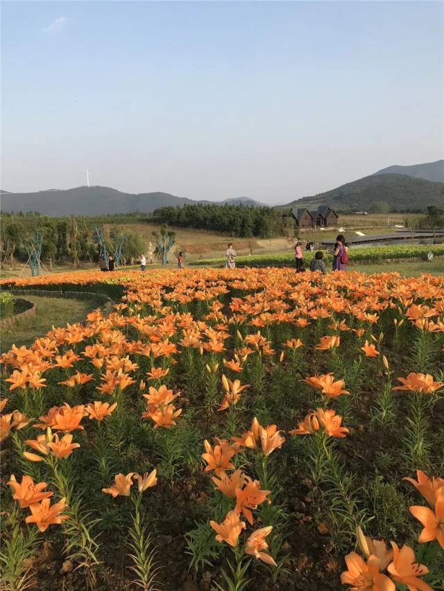 【喜迎"国庆"】穿越人海看巢湖最美的花海盛景,现场航拍视频超震撼!