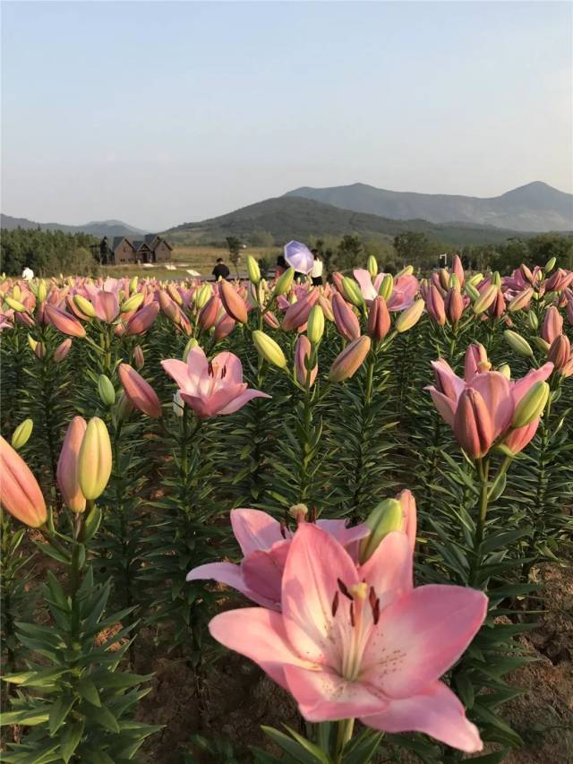 【喜迎"国庆"】穿越人海看巢湖最美的花海盛景,现场航拍视频超震撼!