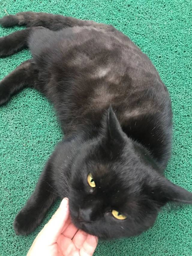 小二黑 请区分大咖和二黑