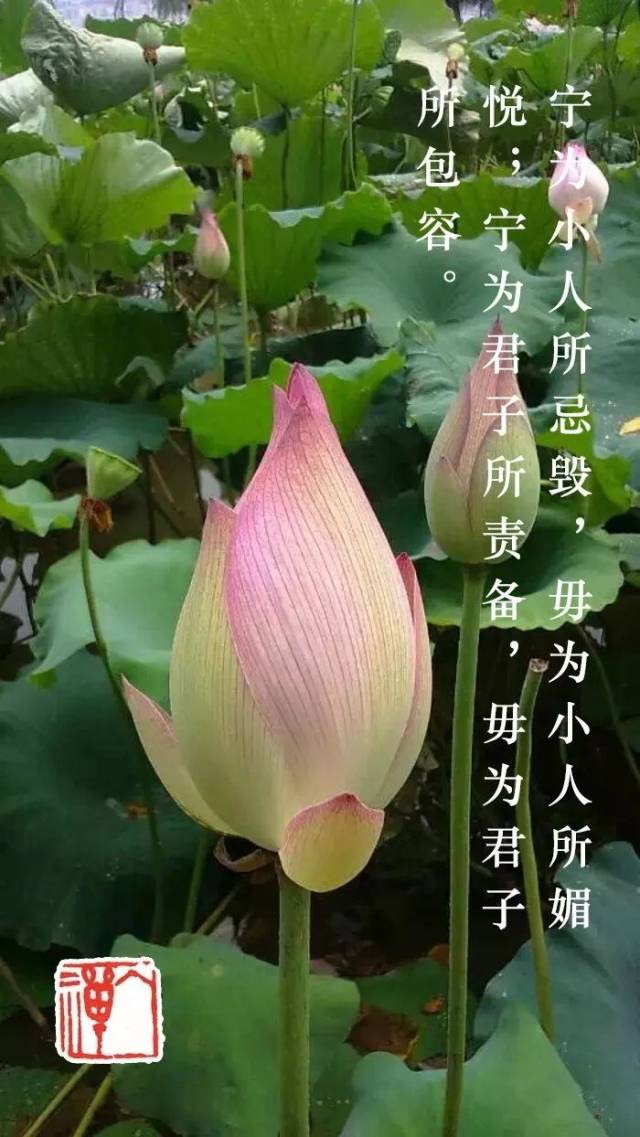 宁为小人所毁,勿为君子所容|白话菜根谭