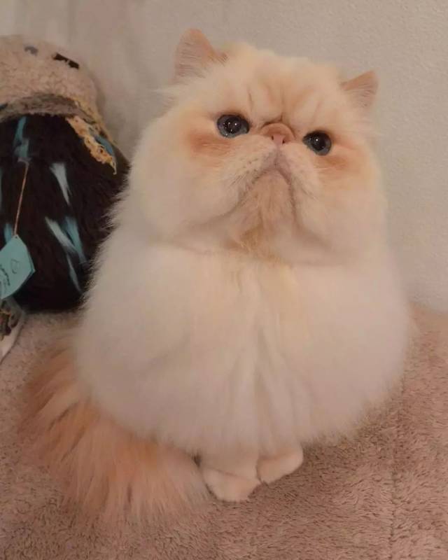 【超可爱】这只加菲猫,简直要萌翻我的心