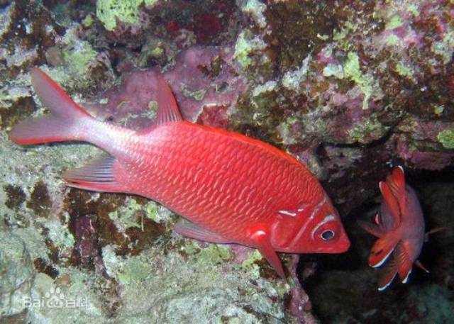 但实际上,对喜欢夜间活动的野生金鳞鱼而言,红色却是最佳的保护色