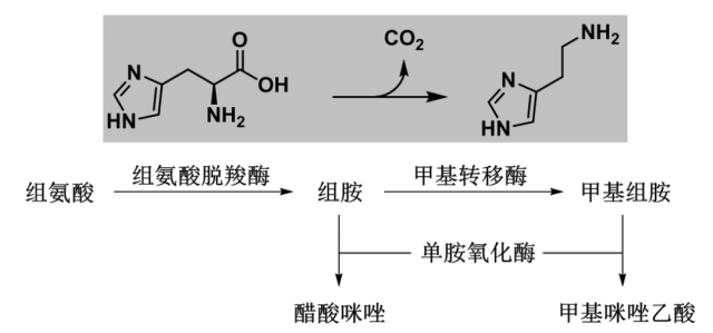 生活中的分子---组胺