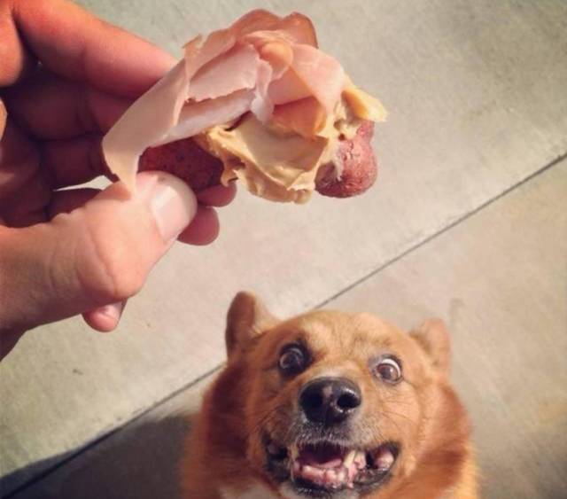 只要张开嘴,就没有狗子们吃不下的东西!