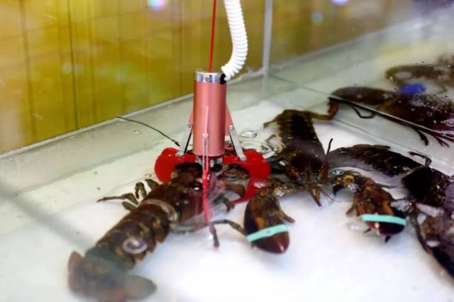 能夹龙虾的娃娃机惊现柳州!