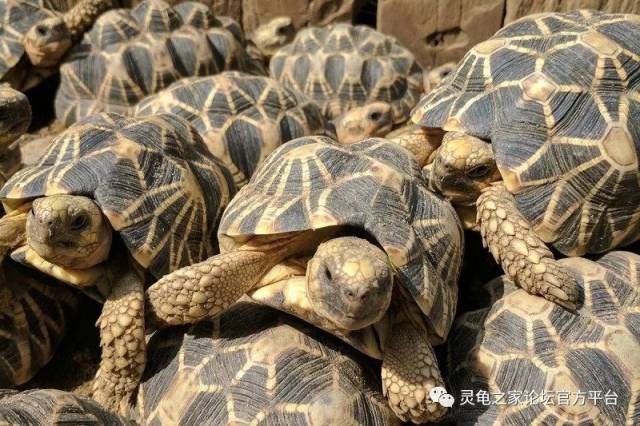 陸龜箱龜半水龜飼養環境設置大全