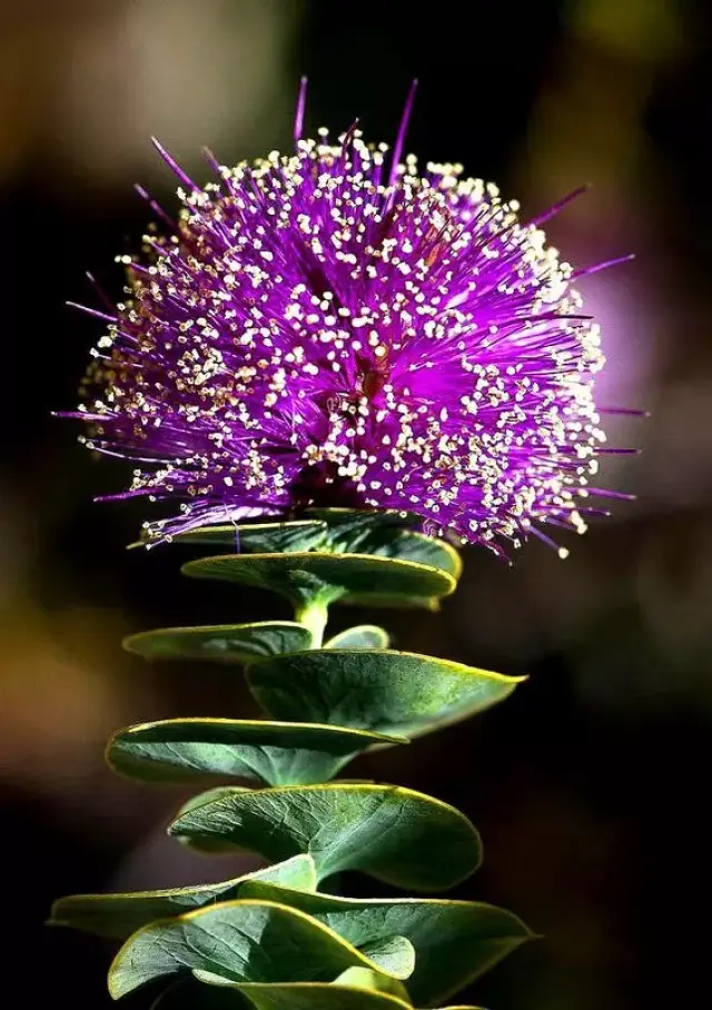 罕见的稀世奇花, 实在太美了!