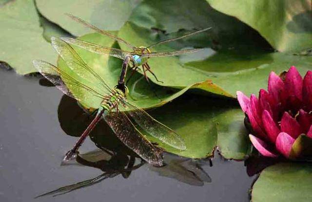 蜻蜓成长全过程记录图片