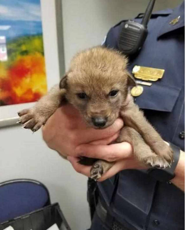 警察捡到一只小奶狗,带回警局后细看吓坏了,次日连忙送走!