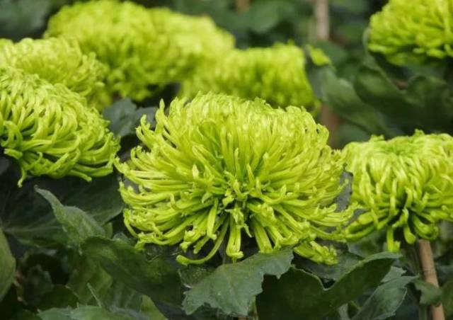 共有7种色彩,其中尤以案头,多头菊艺栽培技艺最突出,部分精品菊花展出