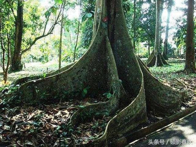 并加入了喂饱奠柏取汁液等国外食人树故事中,所没有的荒唐情节,但由于