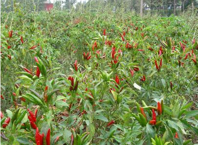 大冲朝天椒,五爪辣椒,香辣可口,好吃又下饭