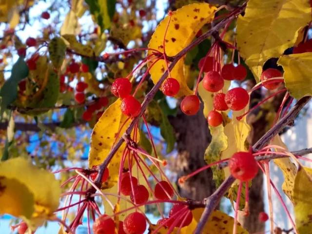 山丁子,酸酸甜甜就是你!