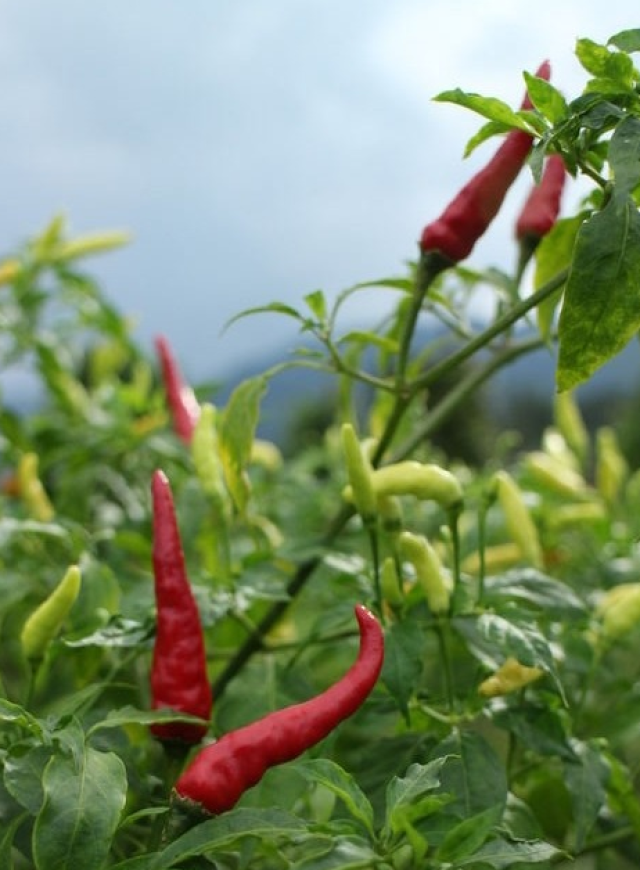 大冲朝天椒,五爪辣椒,香辣可口,好吃又下饭