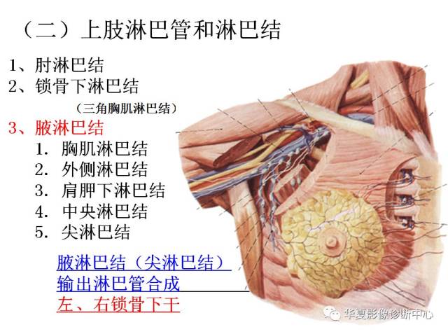 全身淋巴系统的精细解剖