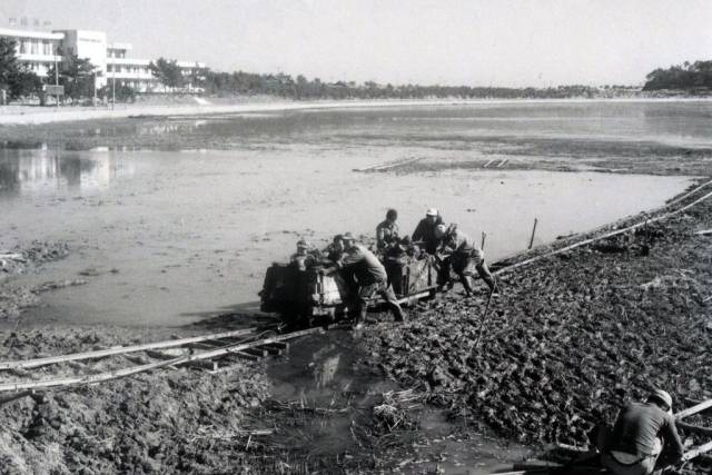 1960年镜浦湿地围湖造田场景