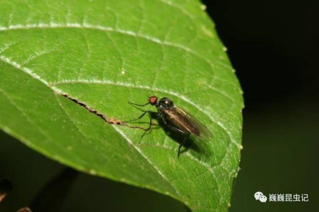 【虫趣点滴】舞虻:送"彩礼"的苍蝇