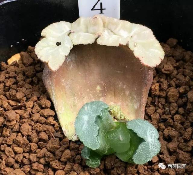 玉扇-白熊(叶插苗)(带母叶)