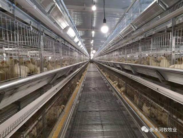 南辛种禽:助力未来养殖业发展的关键力量
