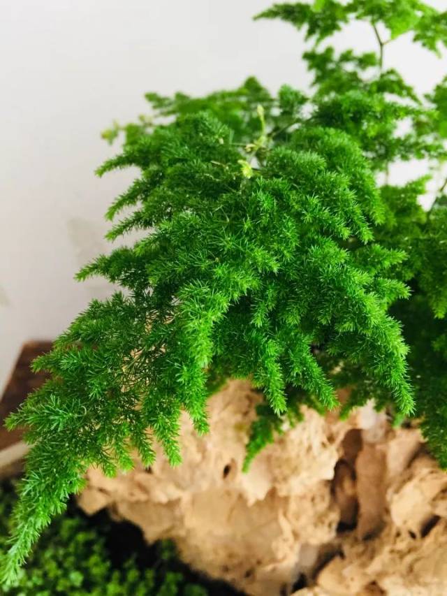 文竹个子越矮越值钱,竟能卖1万元!