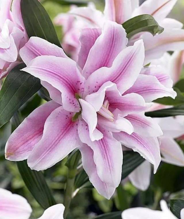 3d既视感的重瓣百合,改观你对百合的所有偏见