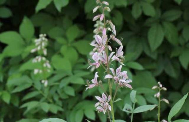 中药白鲜皮:清热解毒,祛风燥湿!