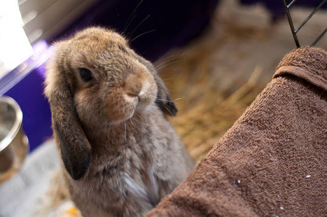 兔子有耳屎要掏吗,兔子长耳屎怎么办