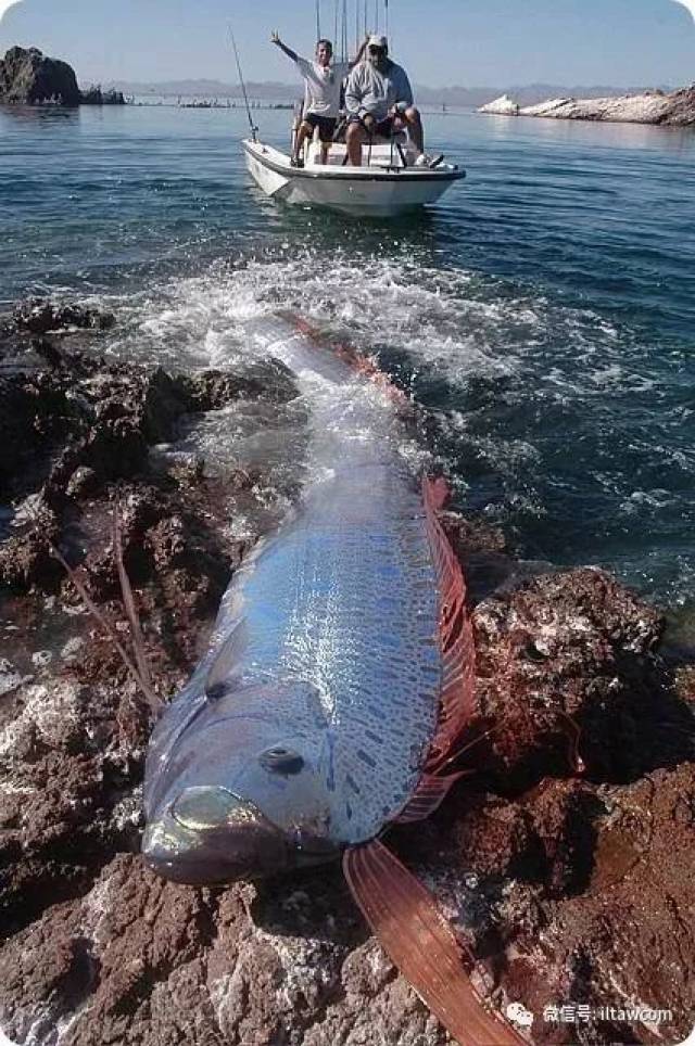 流傳著生活在深海水域的皇帶魚除非因為地質出現大變動,例如發生地震