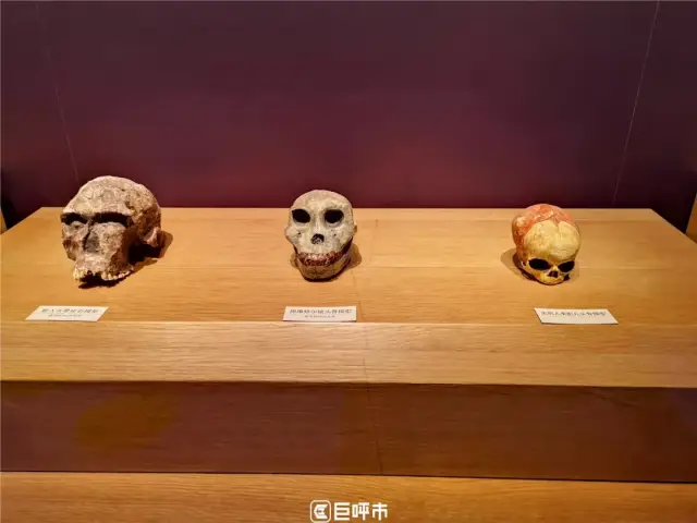 各种人种的头骨,兄dei你好有喜感.