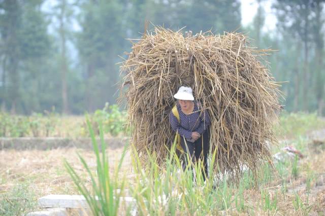 为了节省                    背夹子是四川农村地区最流行的农具