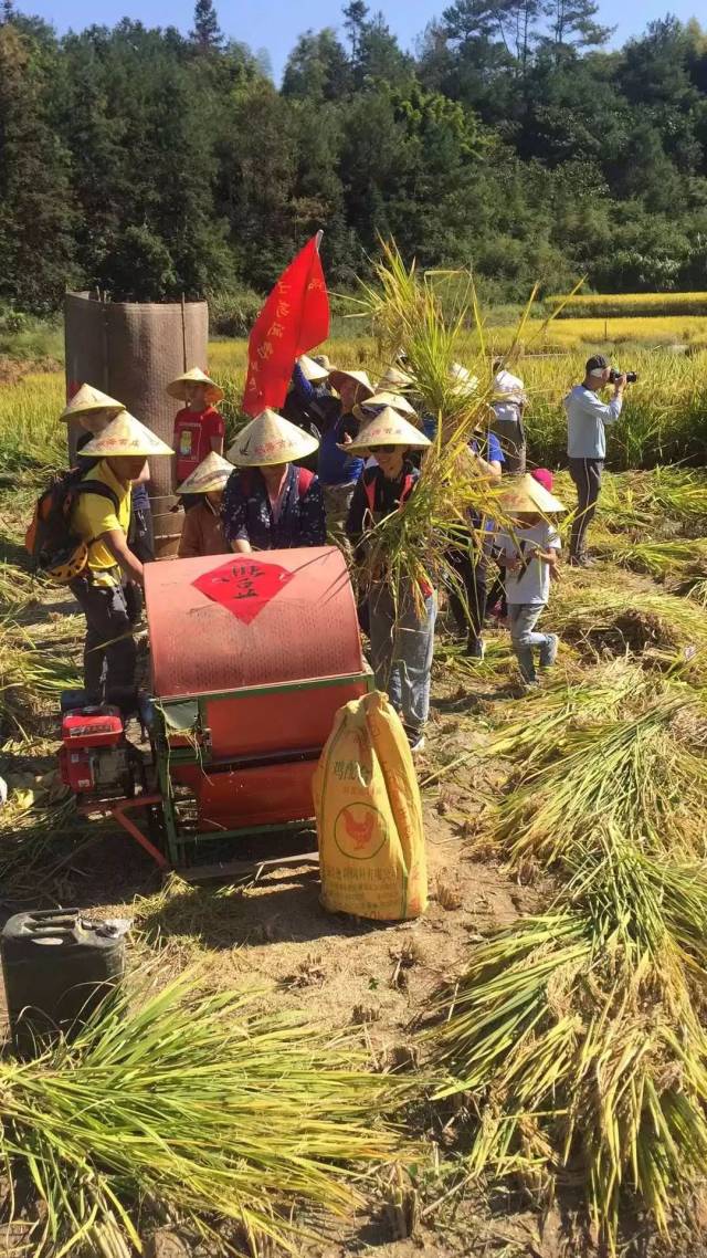 扇风车,晒谷,碾米等水稻丰收全过程农事活动,参加尝新宴,分享农民丰收