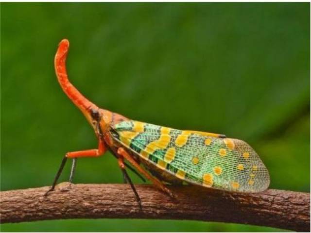 推荐| 一场超1000种35000只昆虫的奇幻盛会