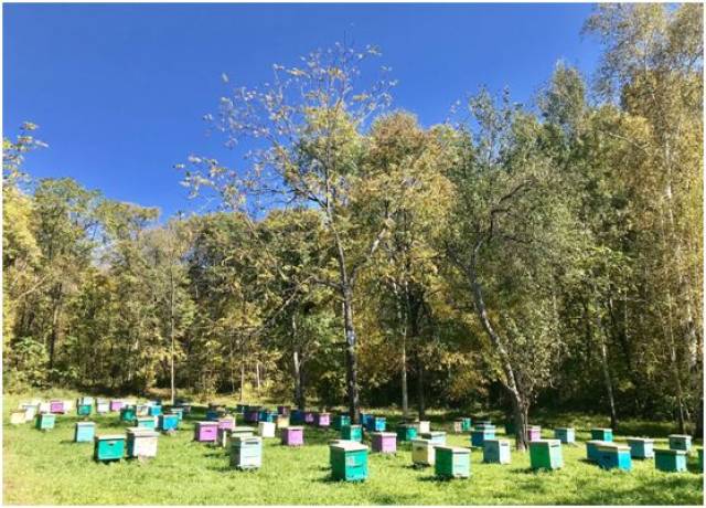 俄罗斯蜂业考察所见所闻之六