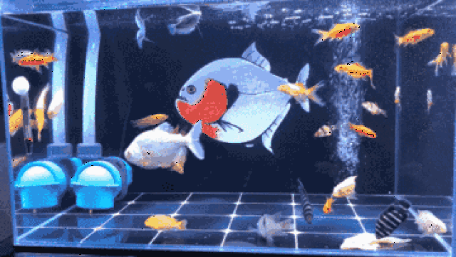 手机养鱼动态壁纸图片