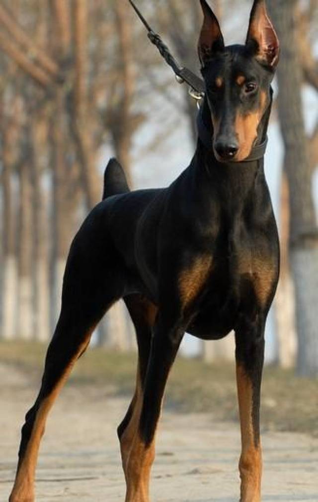 在我们选择马犬和杜宾时, 哪个更好些呢, 各自的优缺点是怎样