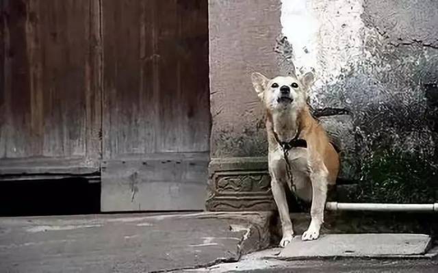 可能是与"家"这个字相关,那些看家护院的狗有时候会给人一种现世安稳