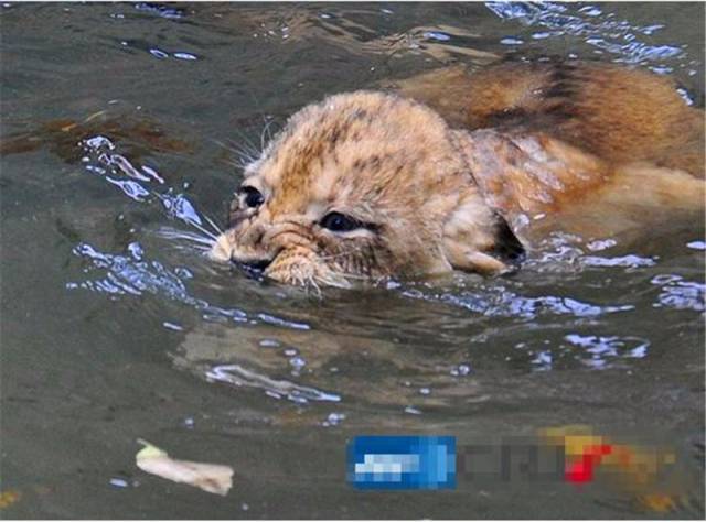 工作人员强行将幼狮摁进水里,幼狮不停挣扎,到最后才知这回事