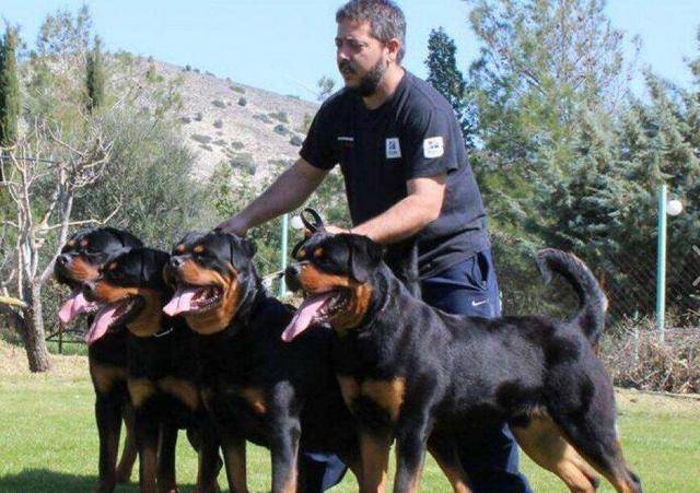 饲养罗威纳犬的好处也不少,好处一肯定是它的忠诚度,罗威纳犬对主人